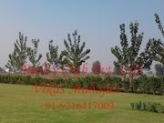 Wave Estate Floors In Sec-99 Mohali,  9216417009