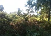 8 Bigha Land Sale just 16 Lakhs